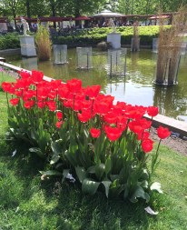 Tulip time in Paris